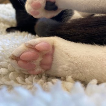 KitTea - Toe-beans! - Pet Adoption Near Me - San Francisco, California KitTea - Toe-beans! - Pet Adoption Near Me - San Francisco, California