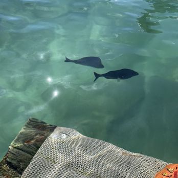 Experiencias Xcaret - Fish - Bus Tours Near Me