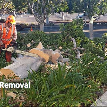 Arbor West Tree Surgeons - tree removal - Tree Services Near Me - San Diego, California Arbor West Tree Surgeons - tree removal - Tree Services Near Me - San Diego, California