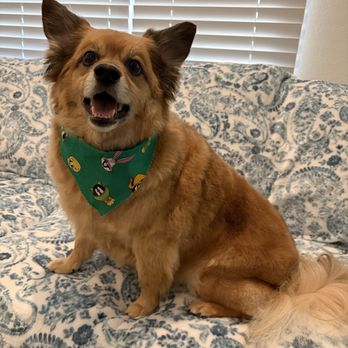 The Spaw - Pet Groomers Near Me - Tustin, California The Spaw - Pet Groomers Near Me - Tustin, California