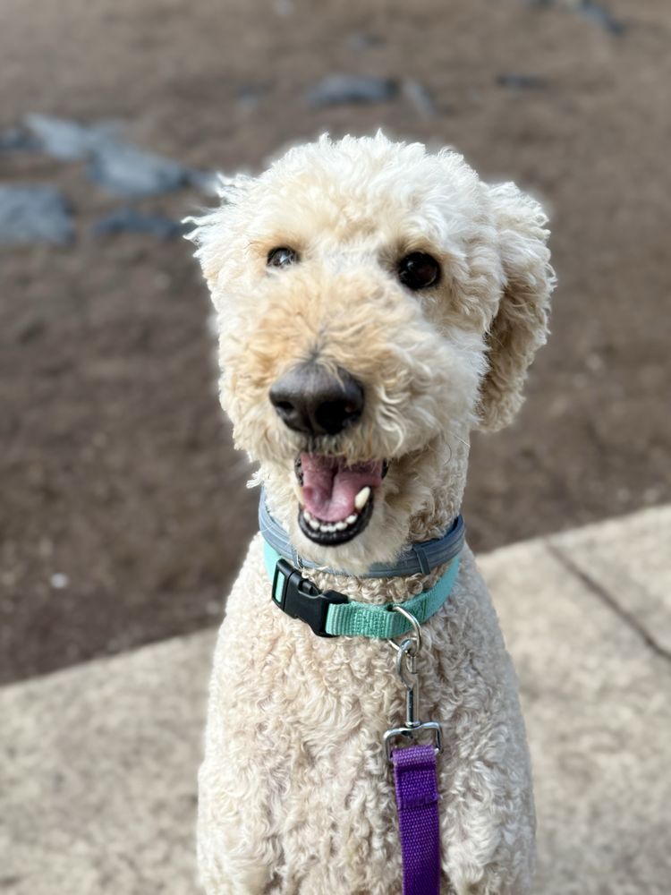The Dog Wizard - pet boarding facility in Lake Como, NJ