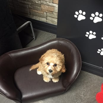 DOGGIE VIP - Miami - Pet Groomers Near Me - Miami, Florida DOGGIE VIP - Miami - Pet Groomers Near Me - Miami, Florida