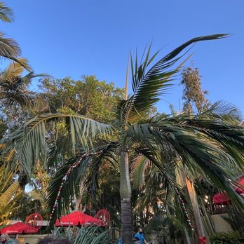 Pop's Sunset Grill - Seafood Near Me - Nokomis, Florida Pop's Sunset Grill - Seafood Near Me - Nokomis, Florida