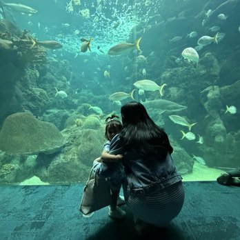 The Florida Aquarium - Family fun - Aquariums Near Me - Tampa, Florida