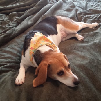 All About Paws Pet Spa - Pet Groomers Near Me - Upland, California
