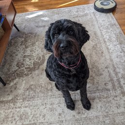 Newly groomed Goldendoodle