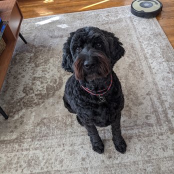 PetSmart Dog Training - Newly groomed Goldendoodle - Pet Training Near Me - Springfield, Illinois