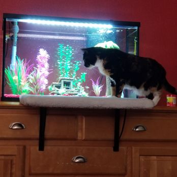 PetSmart - My kitty's pet fish. - Pet Training Near Me - Las Vegas, Nevada PetSmart - My kitty's pet fish. - Pet Training Near Me - Las Vegas, Nevada