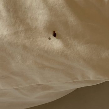 Hampton Inn Dalton - Bedbug on pillow. - Hotels Near Me - Dalton, Georgia