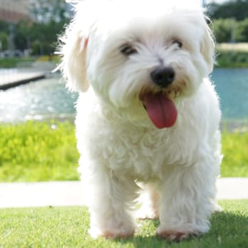 Discovery Green - giant DOG on the LOOSE! AHHHHH! JK, meet our maltese, Max! :) - Parks Near Me - Houston, Texas