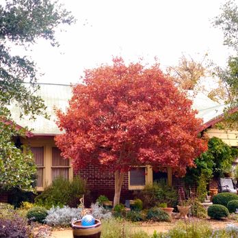 Metro Maples - Beautiful Fire Dragon - Nurseries & Gardening Near Me - Fort Worth, Texas