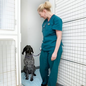 Molly and Max Veterinary Practice - Belle and the lovely Brodie in our spacious walk-in dog kennel, providing good room for even the most giant dogs. We also have a - Veterinarians Near Me - London, XGL Molly and Max Veterinary Practice - Belle and the lovely Brodie in our spacious walk-in dog kennel, providing good room for even the most giant dogs. We also have a - Veterinarians Near Me - London, XGL