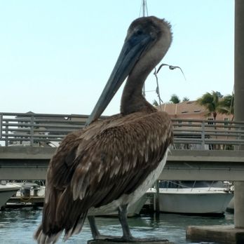 Nervous Nellie's - Wildlife near your table - Seafood Near Me - Fort Myers Beach, Florida Nervous Nellie's - Wildlife near your table - Seafood Near Me - Fort Myers Beach, Florida