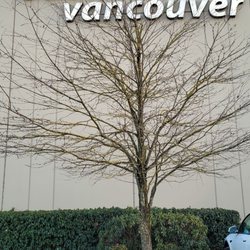 Badminton Vancouver