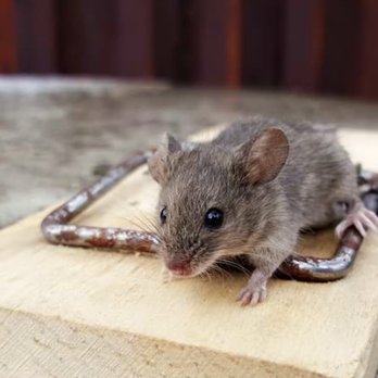 Rex Environmental Pest Control - Rodent control - Pest Control Near Me - New Tripoli, Pennsylvania