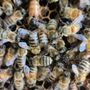 Photo of TT's Bees