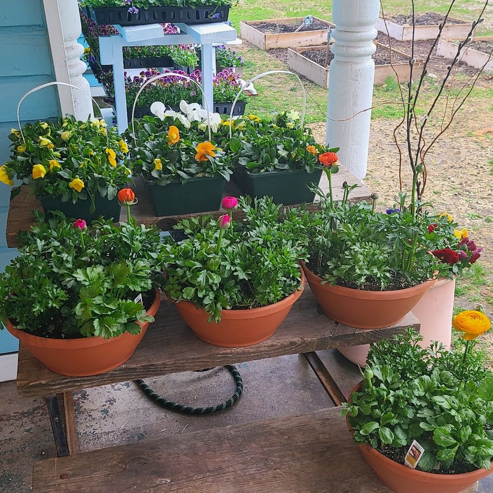 Stomping Ground - Potted Plants ready to purchase - Home & Garden Near Me - Indianapolis, Indiana