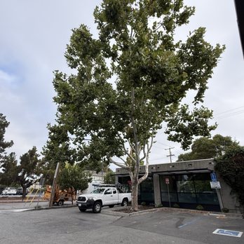 JMV Tree Service - Tree Services Near Me - Hayward, California JMV Tree Service - Tree Services Near Me - Hayward, California