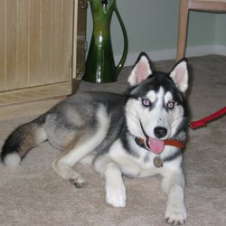 Bark Busters Home Dog Training Naples - Alyssa, the Siberian Husky