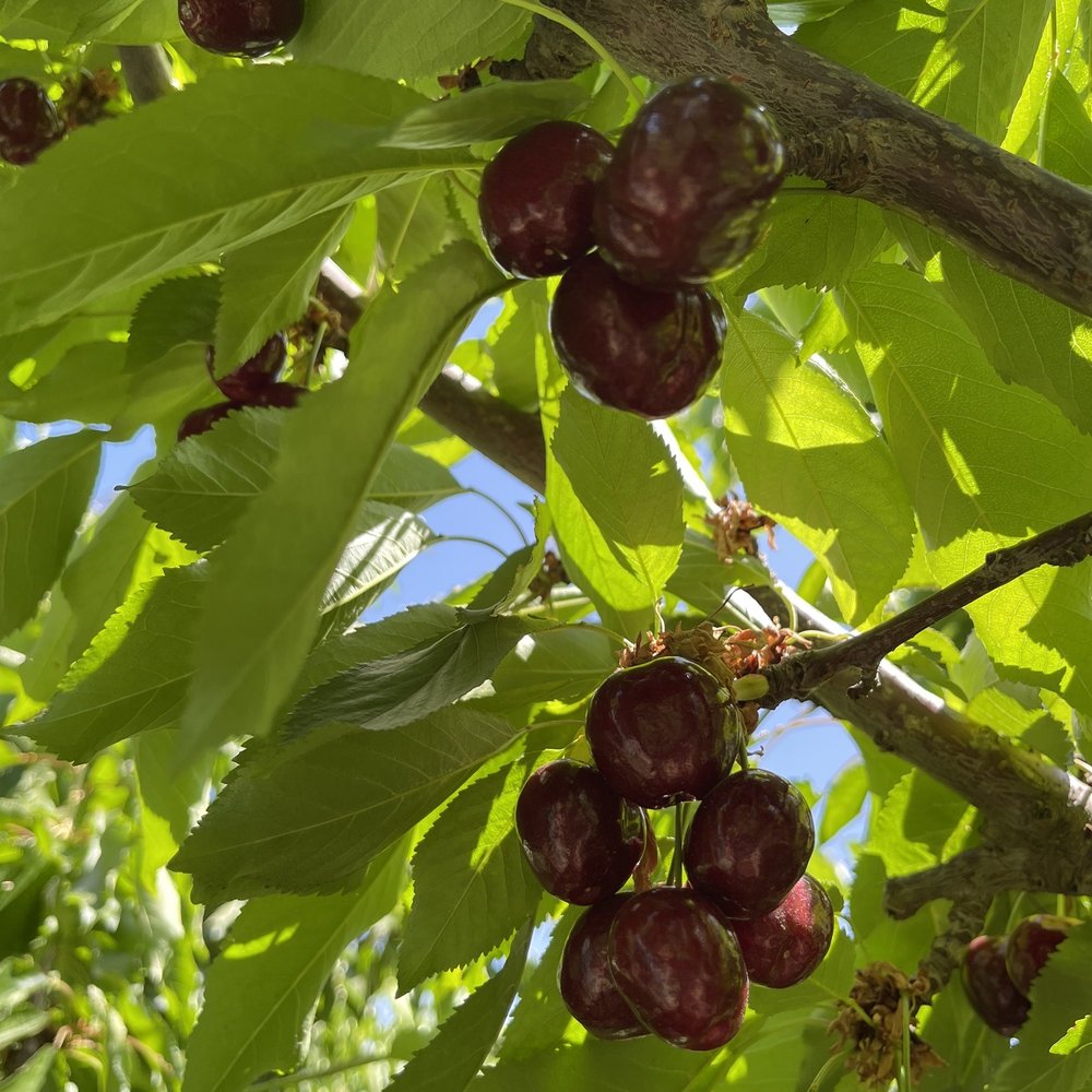 Cherry Time - Pick Your Own Farms Near Me - Brentwood, California
