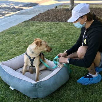 Bee Positive Dog Training - I'm in my place now! What's next? - Pet Training Near Me