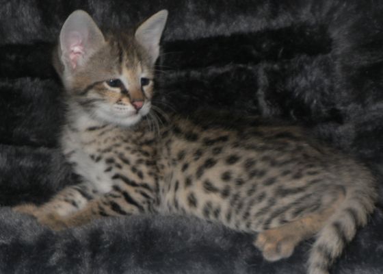 AMANUKATZ - Updated September 2025 - Liberty Center, Ohio