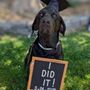 Photo of Alyssa Hosbach Dog Training