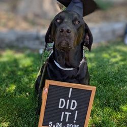 Alyssa Hosbach Dog Training