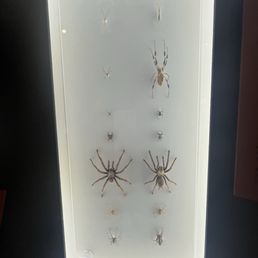 Spider exhibit