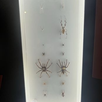 Pacific Science Center - Spider exhibit - Museums Near Me - Seattle, Washington