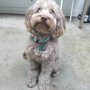 Photo of Rocco's Pack Dog Training