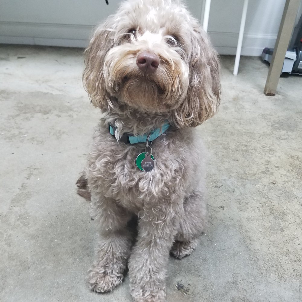 Rocco's Pack Dog Training Image