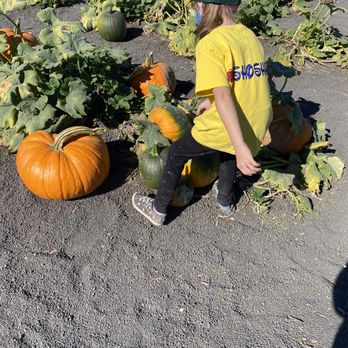Petaluma Pumpkin Patch And Amazing Corn Maze - Pumpkin Patches Near Me - Petaluma, California Petaluma Pumpkin Patch And Amazing Corn Maze - Pumpkin Patches Near Me - Petaluma, California