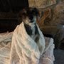 Creekside Critter Care