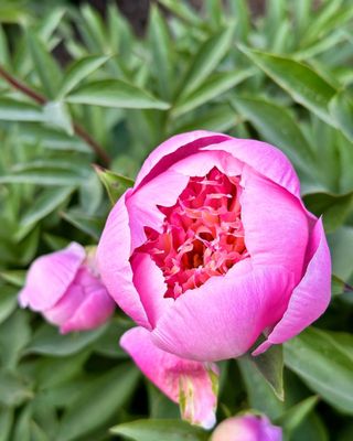 University of Michigan Nichols Arboretum by null