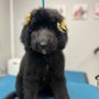 Pets’ Friend Grooming Salon By Wally