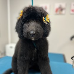Pets’ Friend Grooming Salon By Wally