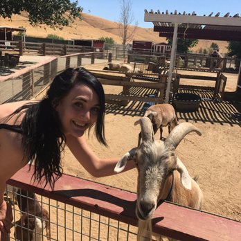 CALM Zoo - Goats come right up to you! Bring quarters so you can feed them :) - Zoos Near Me - Bakersfield, California
