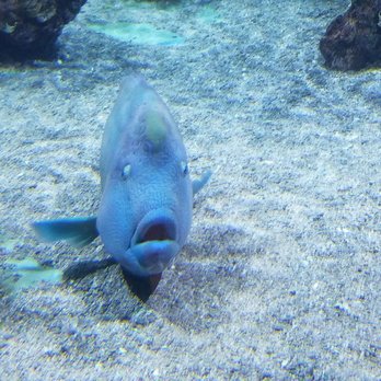 Seattle Aquarium - This fish creeped me out but he is well known by the staff. - Aquariums Near Me - Seattle, Washington Seattle Aquarium - This fish creeped me out but he is well known by the staff. - Aquariums Near Me - Seattle, Washington