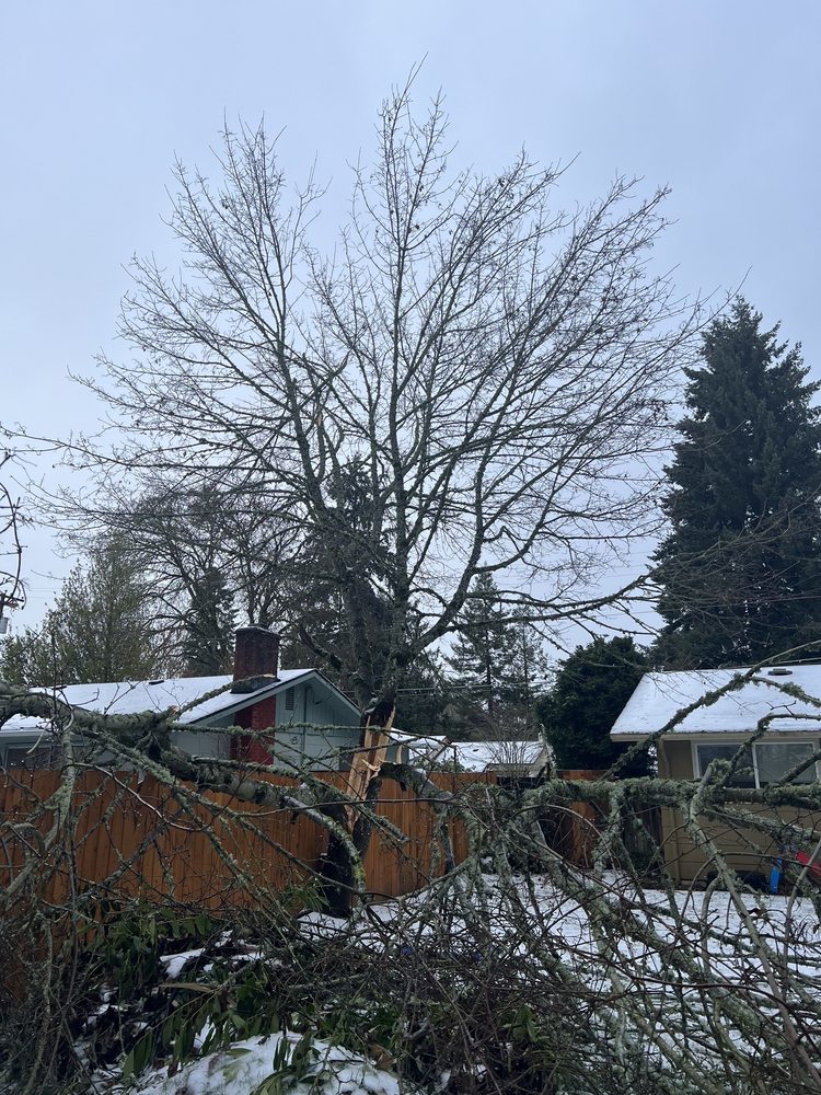 The Tree Guys - tree service in Springfield, OR