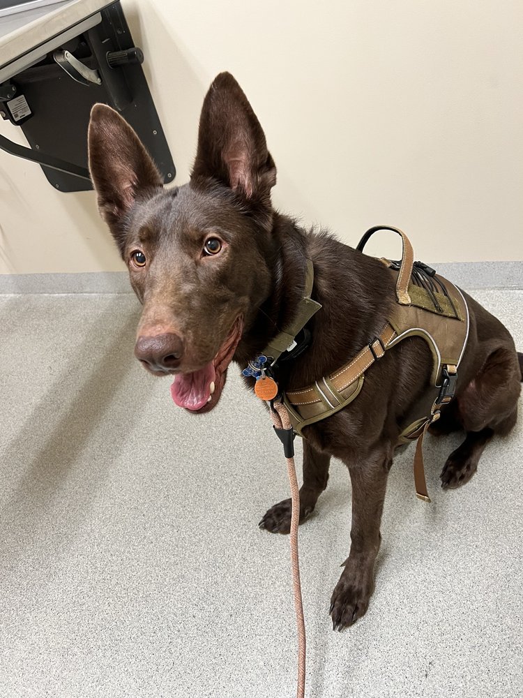 ANIMAL DERMATOLOGY CLINIC Updated September 2024 11 Reviews 1453