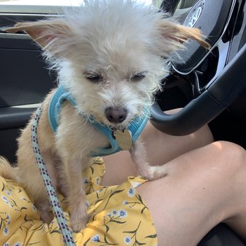 K9 Klipper - Pet Groomers Near Me - Huntington Beach, California