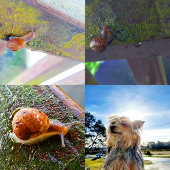 Firgrove Veterinary Hospital - Collage of my pets - Veterinarians Near Me - Puyallup, Washington Firgrove Veterinary Hospital - Collage of my pets - Veterinarians Near Me - Puyallup, Washington
