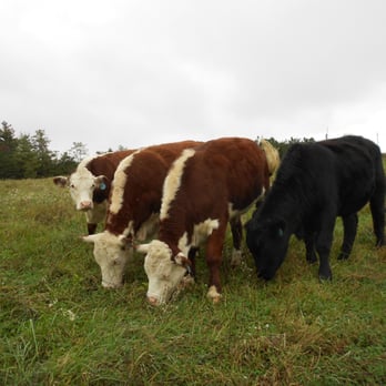 Seven Springs CSA - three cows grazing in a field - CSA Near Me - Check, Virginia Seven Springs CSA - three cows grazing in a field - CSA Near Me - Check, Virginia