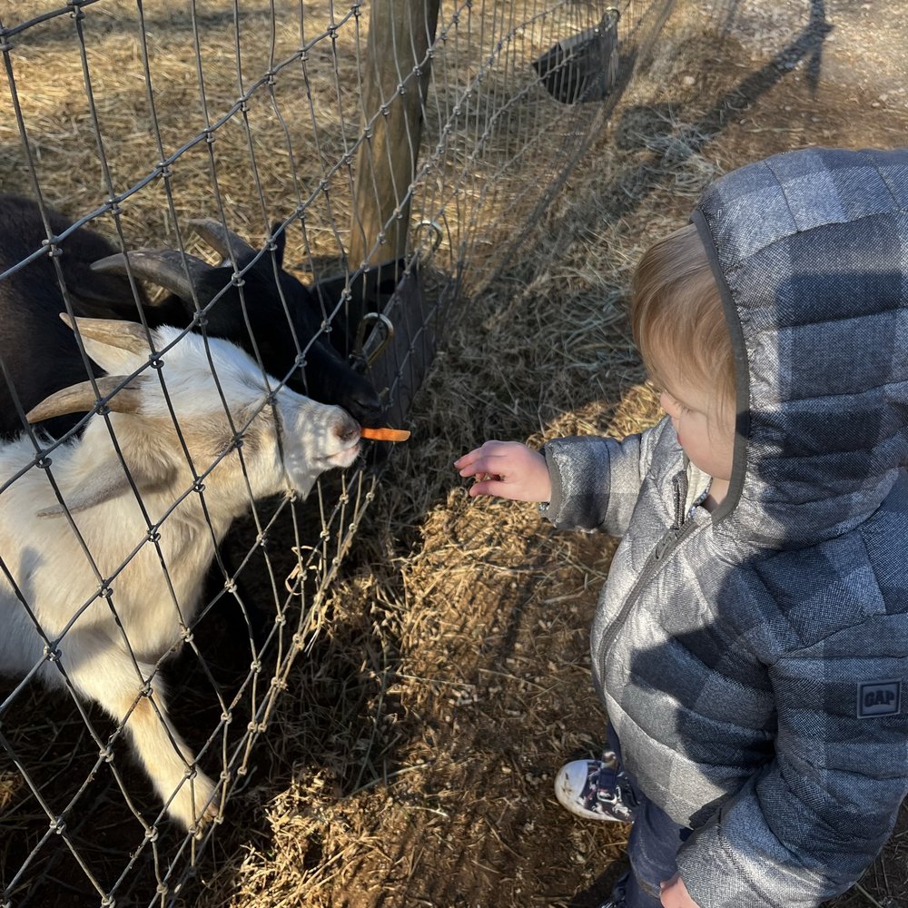 Spring Haven Farm - Never too cold to get outdoors with the goats! - Farms Near Me - Chapel Hill, North Carolina