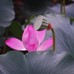 Southwest Center For Taoist Studies - Beginner and advanced Tai Chi, weapons, boxing, sensing hands.  Classes available throughout the west valley.