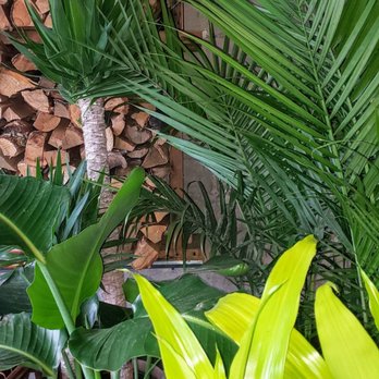 Young Joni - More waiting room/ vestibule. I'm kind of a plant person. - Pizza Near Me - Minneapolis, Minnesota Young Joni - More waiting room/ vestibule. I'm kind of a plant person. - Pizza Near Me - Minneapolis, Minnesota
