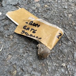 Dead Mouse Dead Mouse