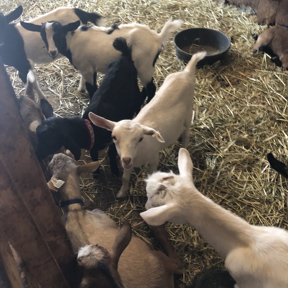 Chip-In Farm - Hungry bleating baby goats - Farmers Market Near Me - Bedford, Massachusetts Chip-In Farm - Hungry bleating baby goats - Farmers Market Near Me - Bedford, Massachusetts
