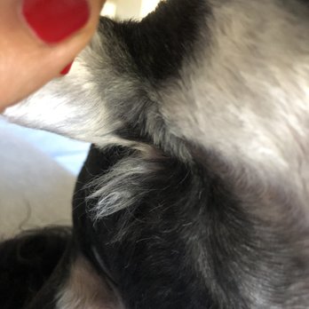 Sweet Pea Grooming - Pet Groomers Near Me - San Diego, California
